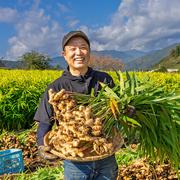 6周年限定】【特別価格】特別栽培 高知県産 香り大生姜 2kg ｜ 野菜
