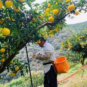 しまんと 四万十 柚子 ＊訳あり(家庭用) 約5㎏(不揃い)＊ 高知 ゆず