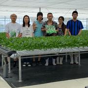 サラダほうれん草 | 野菜/ほうれん草 産直アウル 農家から直接野菜など