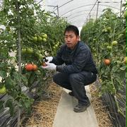 フルーツトマト(フルティカ)Lサイズ4パック1箱(1パック5玉入り