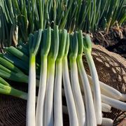 規格外】 長ネギ 太さいろいろ 5㎏ | 野菜/ねぎ 産直アウル 農家