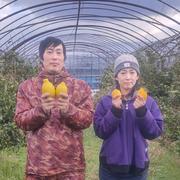 島根県出雲市産シャインマスカット 2房(約500g×2房) ｜ 果物/ぶどう