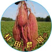 べにはるか60本栗かぐや40本ふくむらさき30本パープルスイートロード　30本 べにはるか60本栗かぐや40本ふくむらさき30本パープルスイートロード