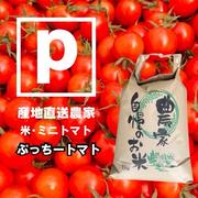 ミニトマト 9キロ 野菜 熊本産地直送 弁当 おかず トマト ミネラル