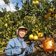 小夏（日向夏、ニューサマーオレンジ） 家庭用 大小混合 4kg ｜ 果物
