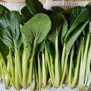 茨城産無農薬小松菜４kg ４kg 果物や野菜などのお取り寄せ宅配食材通販産地直送アウル