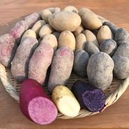 お試し！【じゃがいも】食べ比べセット (おまかせ4～5種) 計10kg 【じゃがいも】食べ比べセット (おまかせ4～5種) 計10kg 果物や野菜などのお取り寄せ宅配食材通販産地直送アウル