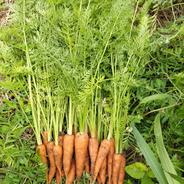 高知県産 農薬・化学肥料不使用 葉付きカラフル人参 500g ｜ 野菜/人参