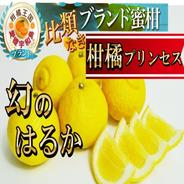 選果落ち 訳あり品】熊本県産 はるか 約2㎏ 箱込み 規格外 訳あり品