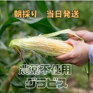 生が甘くて美味しい 新鮮で安全 安心な とうもろこし グラビス 6本