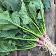 無農薬・無化学肥料で育てた大豆1kg ｜ 野菜/豆類 産直アウル 農家