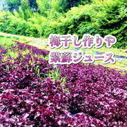 1.5kg【自然栽培】すぐ発送！大好評の赤紫蘇！農薬不使用！朝採り新鮮
