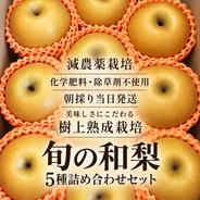 20世紀梨 21世紀梨デラックス 食べ比べセット ｜ 果物/梨 産直アウル