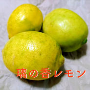 白加賀梅（青梅)3キロ／5月下旬より発送 ｜ 果物/青梅 産直アウル