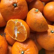 訳アリ農薬不使用　甘平　5ｋｇ 訳アリ　5ｋｇ 果物や野菜などのお取り寄せ宅配食材通販産地直送アウル