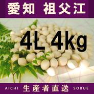 2026年新物！ 愛知県 祖父江産 久寿 銀杏 ぎんなん 3L 4kg ☆秋の味覚