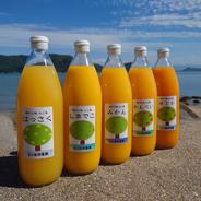 島の柑橘（温州みかん、せとか、不知火（デコポン））ジュース飲み比べ
