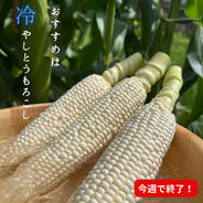 【訳あり12本入】糖度20度超え!白いとうもろこし「雪やこんコーン」 先端カット商品12本入り 果物や野菜などのお取り寄せ宅配食材通販産地直送アウル