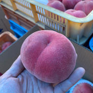 なつっこ　A品　5-9玉 1.8kg 果物や野菜などのお取り寄せ宅配食材通販産地直送アウル