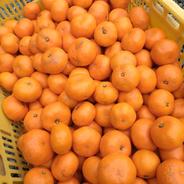 安間農園の三岳みかん🍊【寿小玉】 ５Kg 果物や野菜などのお取り寄せ宅配食材通販産地直送アウル