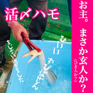【脂がのり出した秋の鱧始まりました】細め  3本  瀬戸内 今治産 活〆 鱧 ハモ 詰め合わせ  骨切り  骨抜き お試し 3本(600~1キロ前後の個体) 果物や野菜などのお取り寄せ宅配食材通販産地直送アウル