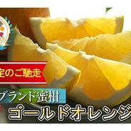 🍊期間限定の裏メニュー柑橘🍊【5月下旬予約】柑橘好きなら一度は食べて頂きたい『ゴールドオレンジ』傾斜35度の崖上で収穫される希少な宇和島ブランド【お得な大容量約3kg】 ゴールドオレンジ約3kg 果物や野菜などのお取り寄せ宅配食材通販産地直送アウル