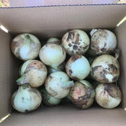 鹿児島産】甘塩生落花生箱込み2キロ^_^ ｜ 野菜/豆類 産直アウル 農家