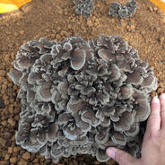 天然まいたけ」1kg~ 秋の旬 香り抜群 天然の風味【予約】 | 野菜