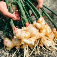 『熊本県産』新生姜 生姜 1kg 採れたて！ 1kg 果物や野菜などのお取り寄せ宅配食材通販産地直送アウル