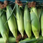 訳あり 栗カボチャブラックのジョー 約4kg(2個～5個) ｜ 野菜/かぼちゃ