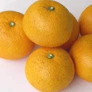 【広島県産】 八朔（はっさく） 7kg 農薬不使用　送料込 7kg（約21～30個） 果物や野菜などのお取り寄せ宅配食材通販産地直送アウル
