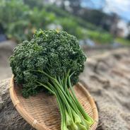 【〜美肌を求めるあなたへ〜】 幸せを呼ぶパセリブーケ 300ｇ 果物や野菜などのお取り寄せ宅配食材通販産地直送アウル
