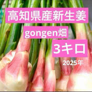 高知県産　朝採れ新生姜レシピ付き　3キロ 新生姜3キロ 果物や野菜などのお取り寄せ宅配食材通販産地直送アウル