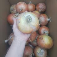 青森県産タマネギ10キロ 10kg 果物や野菜などのお取り寄せ宅配食材通販産地直送アウル