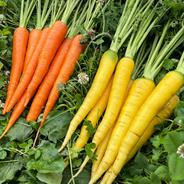自然栽培】レッドルバーブ1kg☆農薬・肥料不使用 | Rhubarb ｜ 野菜