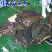 生アカエイ丸ごと一匹【新商品のため値引き中】中サイズ（目安4kg～10kgの不定貫）エイ料理に【唐揚げに】【煮付けに】【刺身に】【天ぷらに】【ガーリックバターソテーに】未利用魚 低利用魚 エイヒレ 4kg～10kgの不定貫 果物や野菜などのお取り寄せ宅配食材通販産地直送アウル