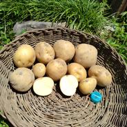 無農薬《じゃがいも　きたかむい》　本州、四国、九州の方 約3キロ 果物や野菜などのお取り寄せ宅配食材通販産地直送アウル