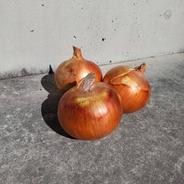 1点限り！　淡路島　南あわじ市産玉ねぎ　大玉　１０ｋｇ　農家直送品　便利な保存ネット付 １０ｋｇ　保存ネット付 果物や野菜などのお取り寄せ宅配食材通販産地直送アウル