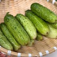 水耕栽培】夏限定 シャキシャキ空心菜 エンサイ 5kg ｜ 野菜/葉物 産直
