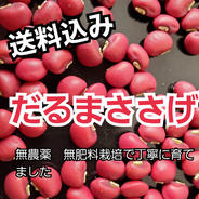 達磨ささげ　無農薬　無肥料で丁寧に育てました 400g 果物や野菜などのお取り寄せ宅配食材通販産地直送アウル