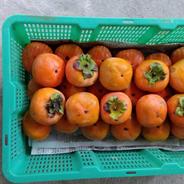 京都産 朝堀タケノコ(小サイズ)🌿3kg ｜ 野菜/たけのこ 産直アウル