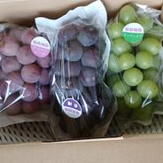 栃木県 那須塩原市産 種なし巨峰 1kg(500g 2房) ｜ 果物/ぶどう 産直