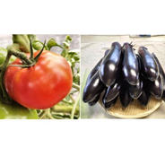 トマト/ナスのお得なセット〈約1400g/10本〉 トマト約1400g/ナス10本 果物や野菜などのお取り寄せ宅配食材通販産地直送アウル