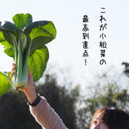 奇跡の小松菜【パール・グリーン】※数量限定 4kg 果物や野菜などのお取り寄せ宅配食材通販産地直送アウル