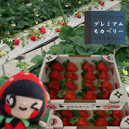 【減農薬】二箱『プレミアムモカベリー 』 完熟いちご 苺 いちご イチゴ 贈答品 二箱 約1080g【約270g×4パック】（1パック6粒〜9粒入り） 果物や野菜などのお取り寄せ宅配食材通販産地直送アウル