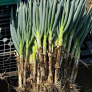 秋田のオーガニック長ネギ【8kg】 8kg 果物や野菜などのお取り寄せ宅配食材通販産地直送アウル
