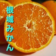 ✨太幸早生✨根域制限栽培みかん根域みかん🍊サイズバラ約5キロ(箱込み)約45~50個前後 根域みかん🍊サイズバラ約5キロ(箱込み)約45~50個前後 果物や野菜などのお取り寄せ宅配食材通販産地直送アウル