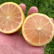 白木果樹園産(国産)ベルガモット 約1kg約7〜12個 | 果物/オレンジ