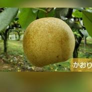 まぼろしの梨、かおり梨3キロ箱5～6玉入り 3kg 果物や野菜などのお取り寄せ宅配食材通販産地直送アウル