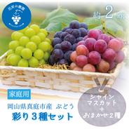3M-2家　花笑み農園　岡山『ぶどう3種MIX』（シャイン＋厳選2種）約2kg　家庭用【9/13～順次発送】 約２ｋｇ（３房入り） 果物や野菜などのお取り寄せ宅配食材通販産地直送アウル